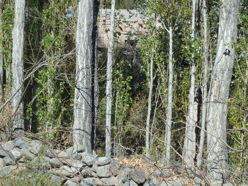 There is a stone home hidden back there.